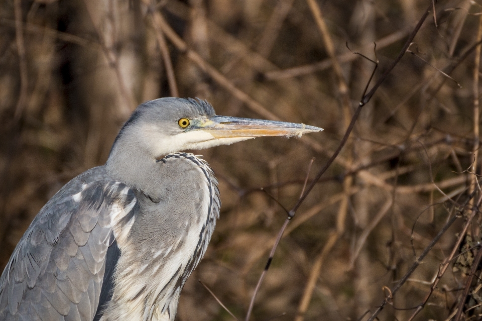 Eau nature oiseau aile