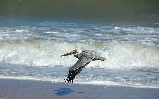 ビーチ 海 海岸 水 写真