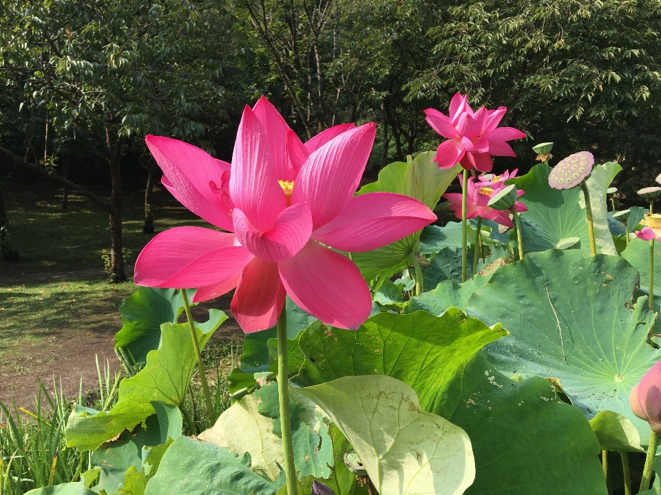 Plant flower petal pond