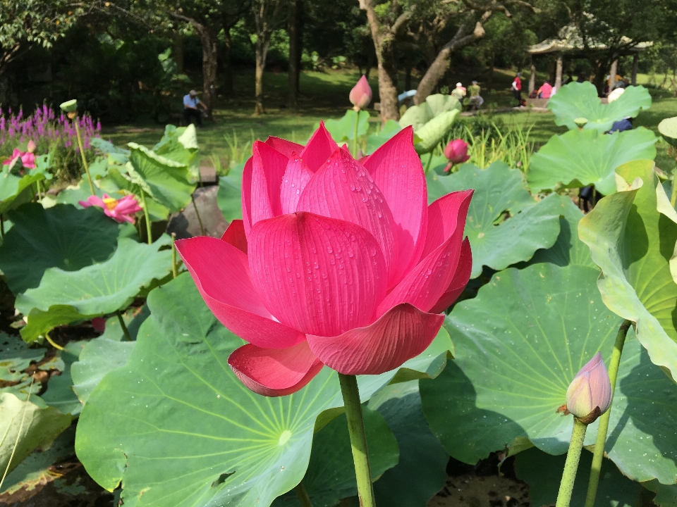 Plant flower petal pond