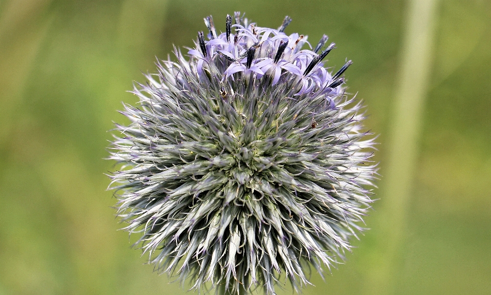 Natur gras blüte anlage