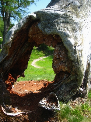 Tree nature forest rock Photo