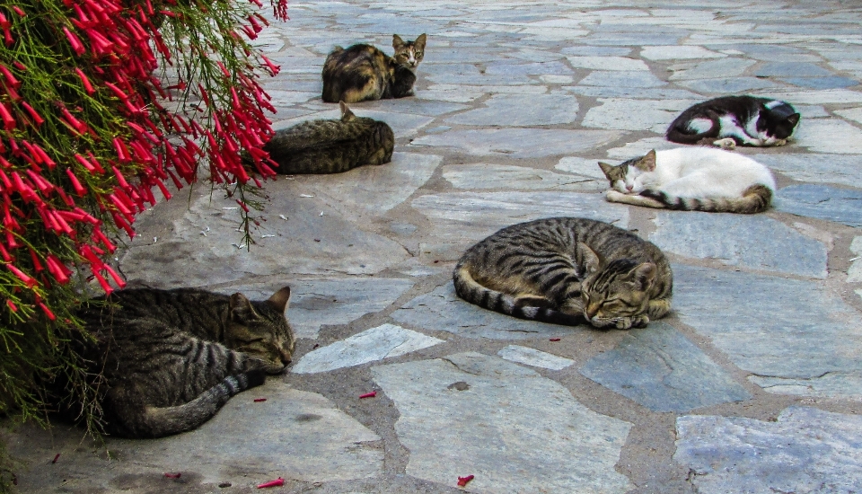 動物 かわいい 野生動物 リラックス