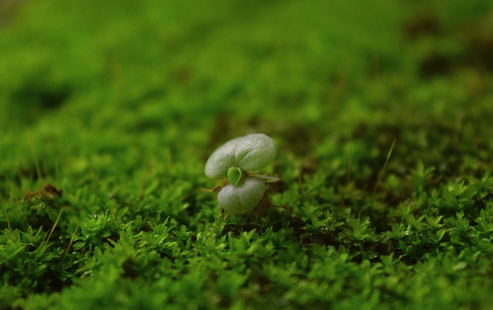 Natura trawa zima zakład