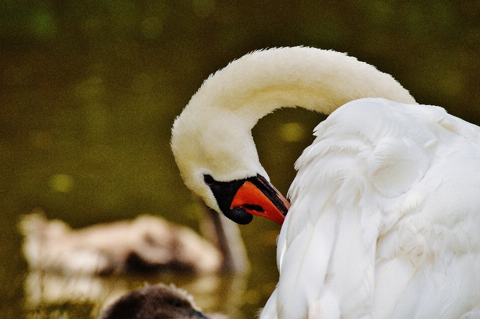 Water nature bird wing