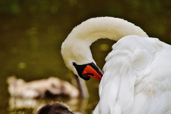 水 自然 鳥 羽 写真