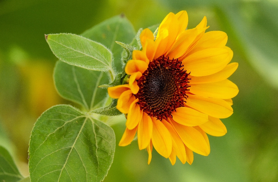 Fleurir usine fleur pétale