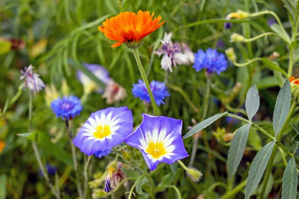 Nature grass plant field Photo