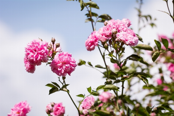 Nature branch blossom plant Photo