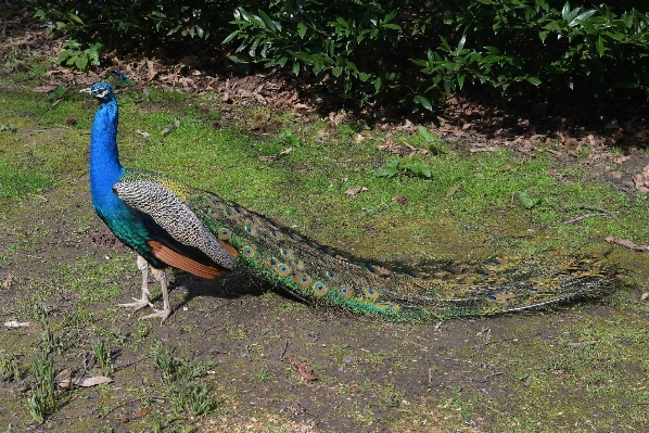 Photo Marche oiseau faune modèle