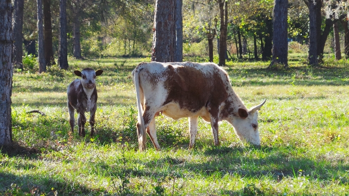 Nature grass white farm Photo