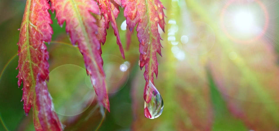 水 自然 草 ブランチ