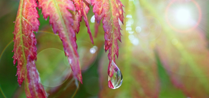 Water nature grass branch Photo