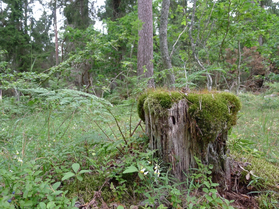 Arbre forêt marais région sauvage
