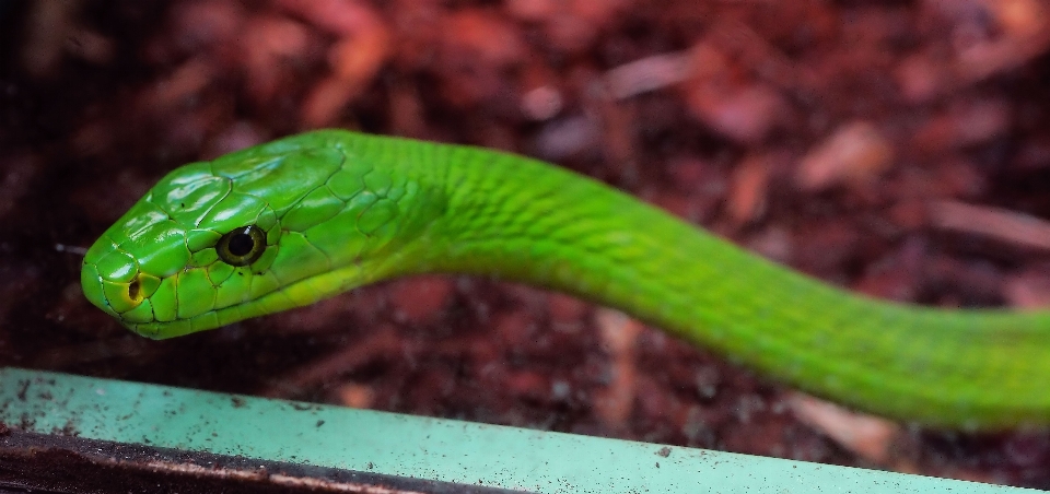 Nature animal green reptile