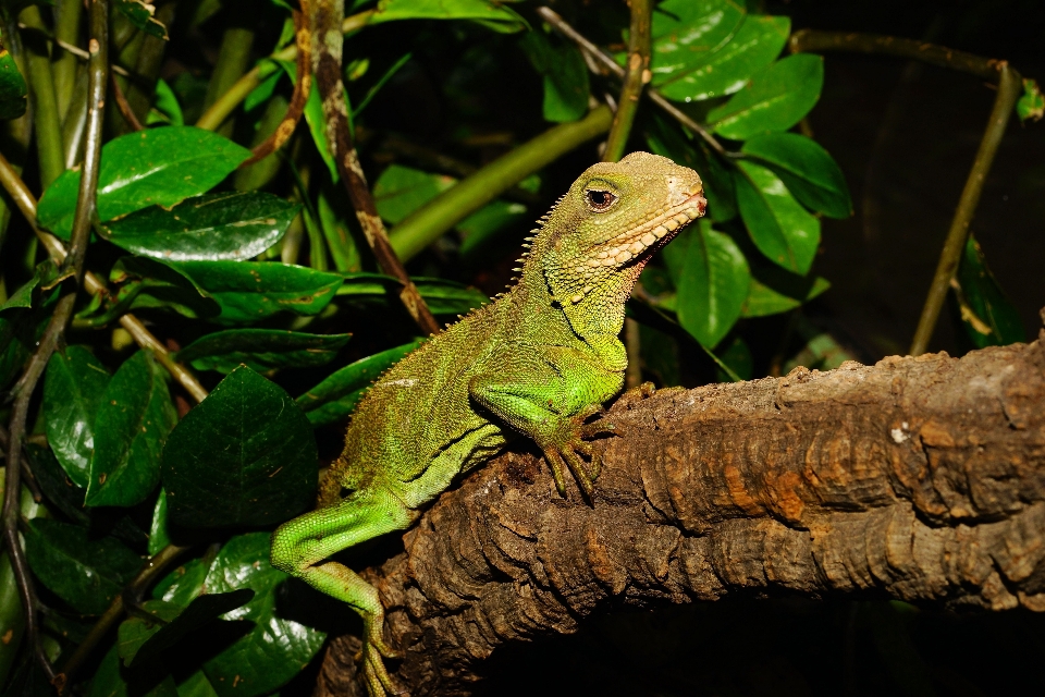 Natura asciutto animali selvatici verde