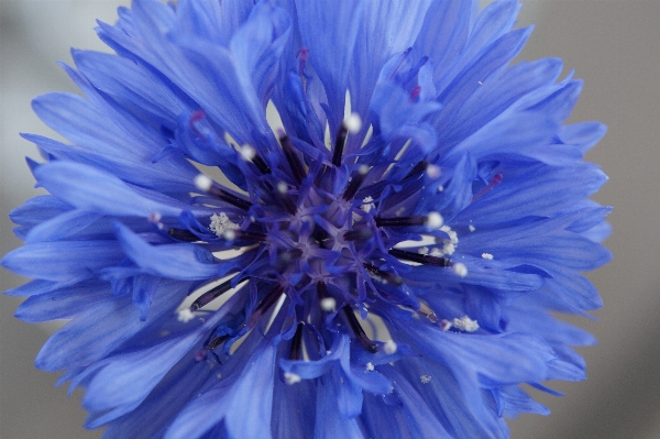 Foto Natura fiore pianta petalo