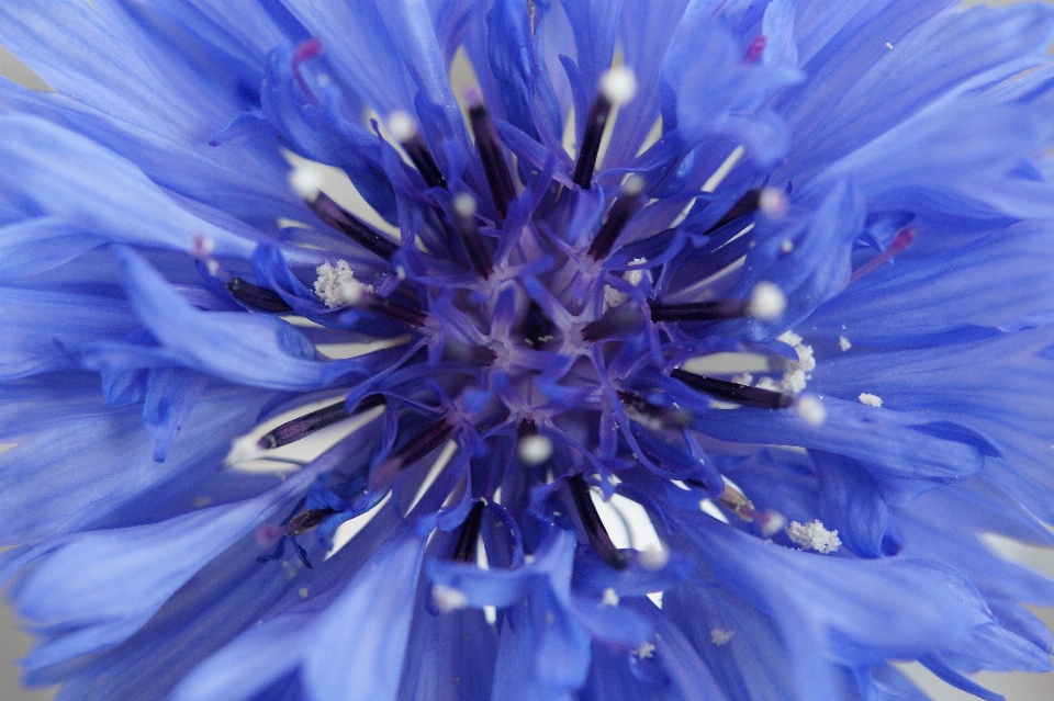 Natura fiore pianta petalo