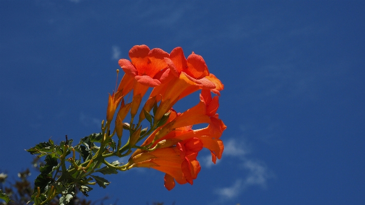 Blossom plant sky leaf Photo