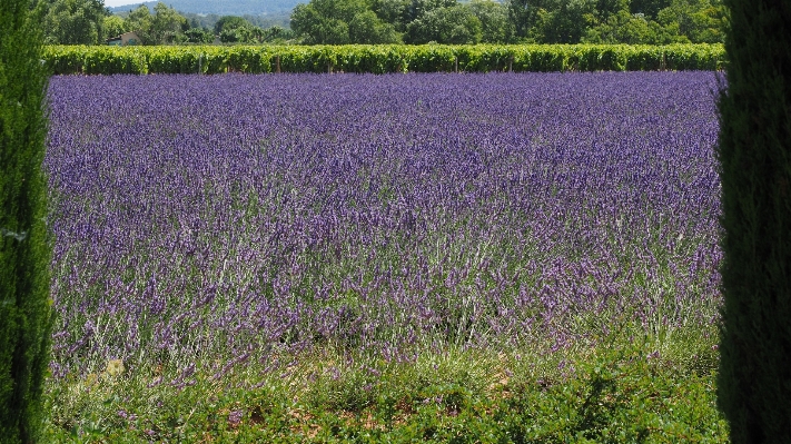 Plant wine field meadow Photo