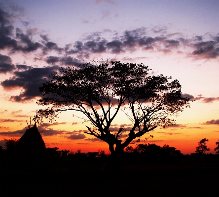 Landscape tree nature outdoor Photo