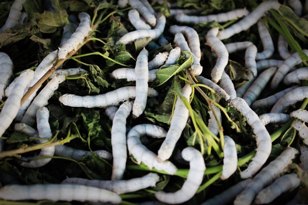 自然 ブランチ 植物 白 写真