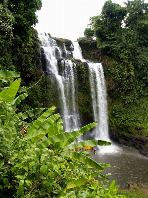 Water forest waterfall stream Photo