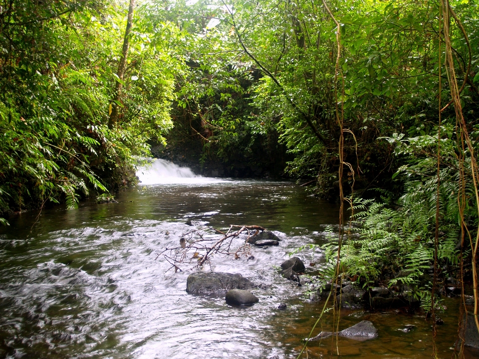 Tree water forest outdoor