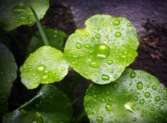 Water nature drop dew Photo