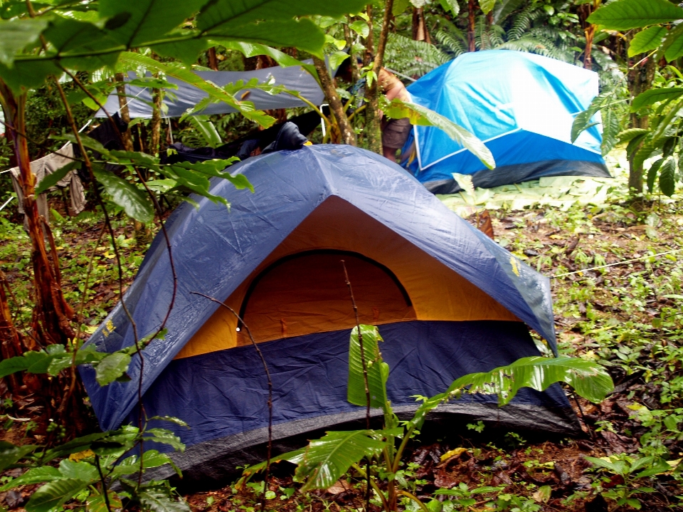 Région sauvage
 feuille aventure jungle