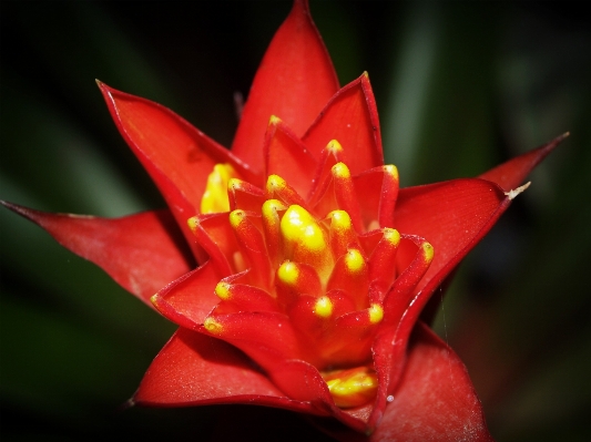 自然 花 グループ 植物 写真