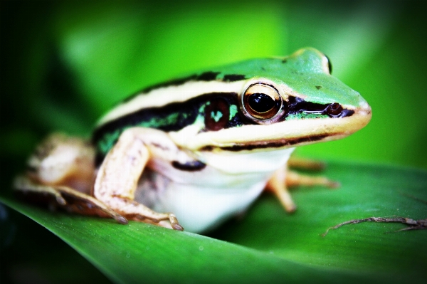 Nature leaf animal cute Photo