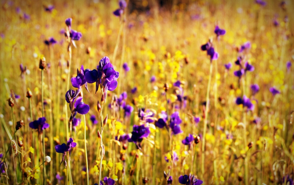 Paysage nature herbe extérieur