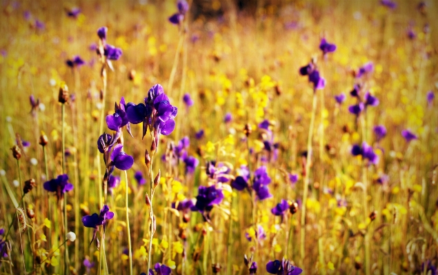 Landscape nature grass outdoor Photo