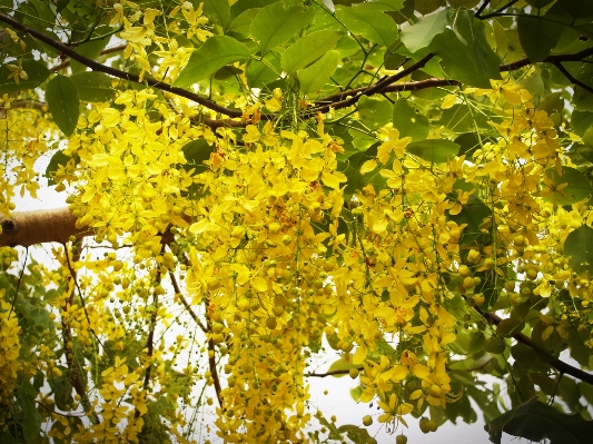 Tree nature branch blossom Photo