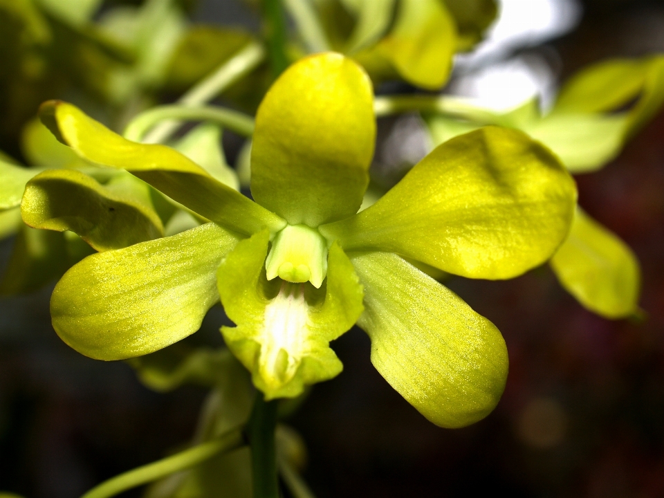 Naturaleza rama florecer crecimiento