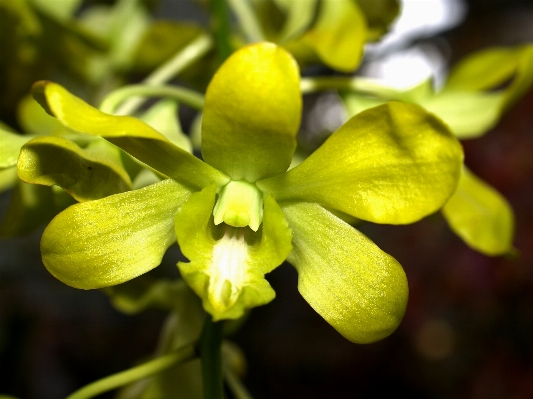 Nature branch blossom growth Photo