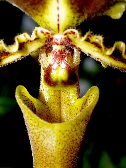 Nature branch blossom growth