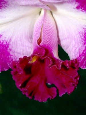 Nature branch blossom growth Photo