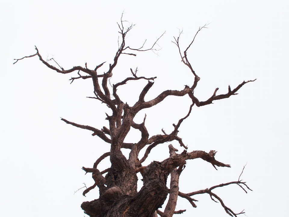 Arbre nature herbe extérieur