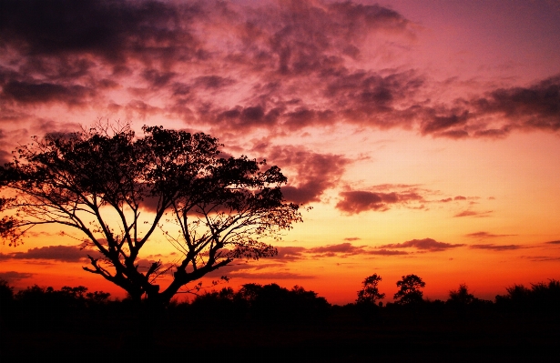 Landscape tree nature outdoor Photo