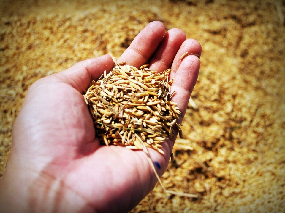 Hand nature plant field