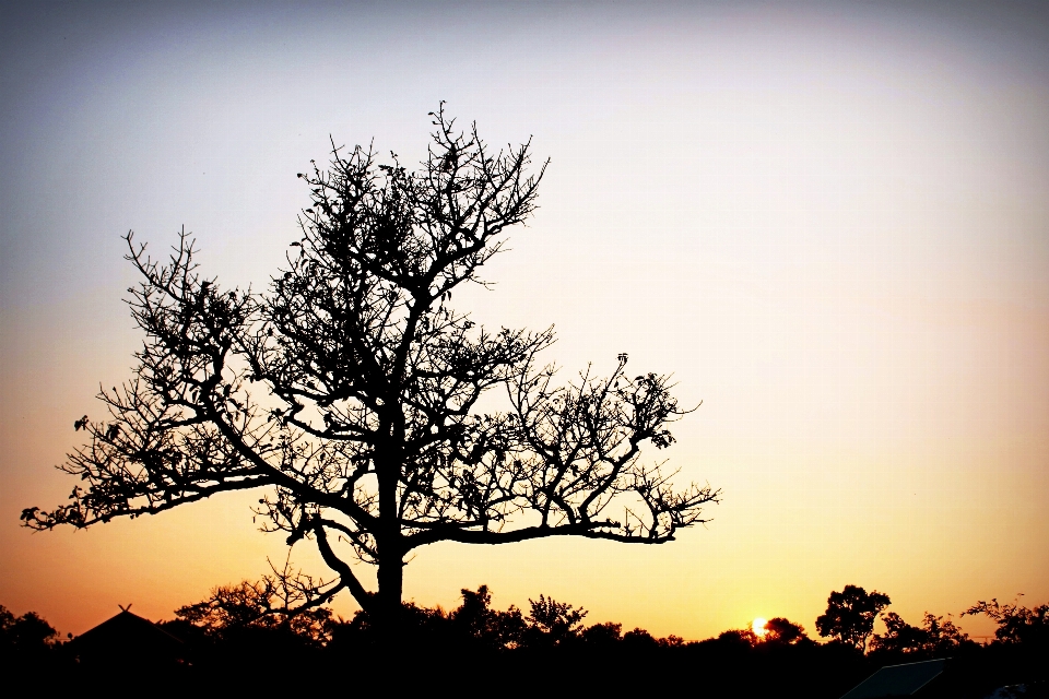 Landscape tree nature grass