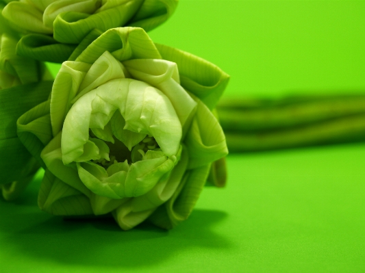 Water nature blossom plant Photo