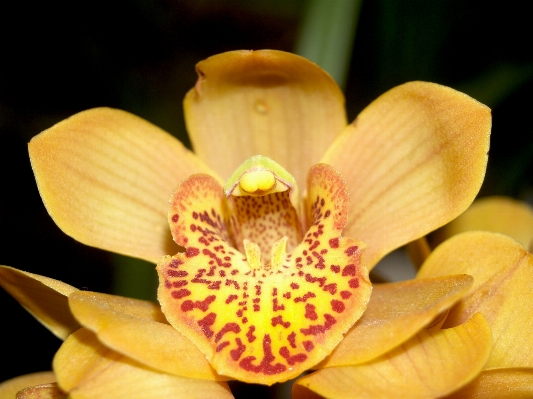 Nature branch blossom growth Photo