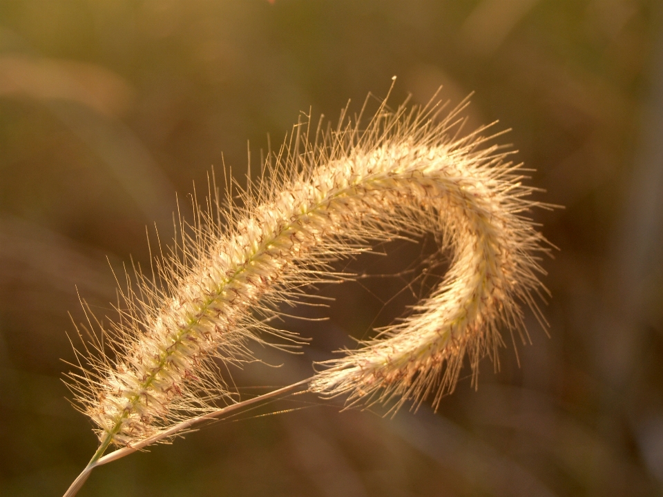 Natur gras draussen zweig