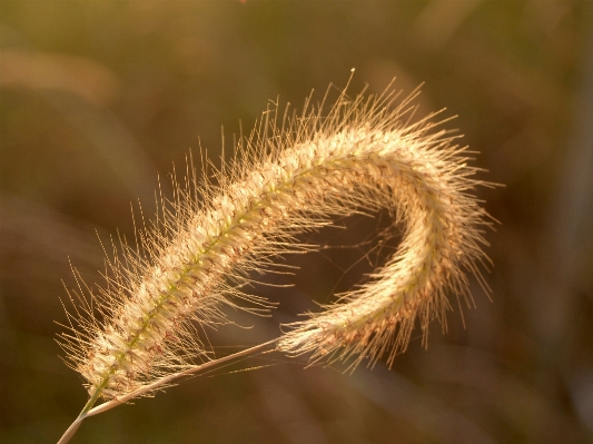 Nature grass outdoor branch Photo