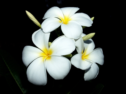 木 自然 花 植物 写真