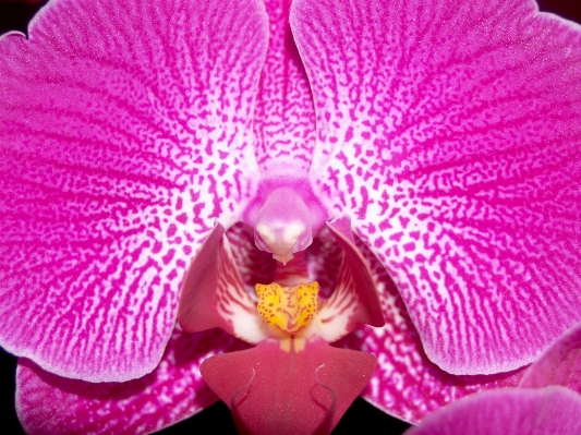 Nature branch blossom growth Photo