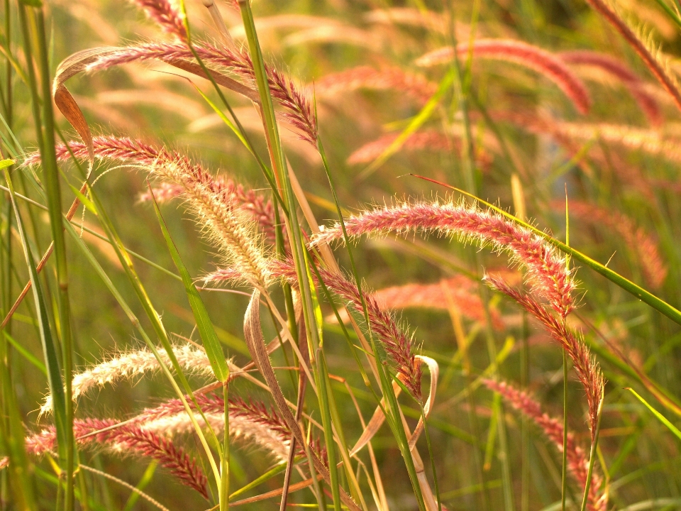 Nature grass outdoor branch